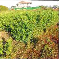 RESIDENTIAL PROPERTY IN KIJANI RIDGE ESTATE, TATU CITY – KIAMBU COUNTY