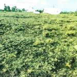 RESIDENTIAL PROPERTIES IN ACRE TANO AREA, KAMULU – MACHAKOS COUNTY