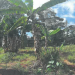 RESIDENTIAL PROPERTY IN WANGIGE – KIAMBU COUNTY