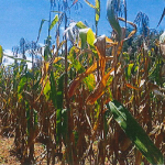 RESIDENTIAL PROPERTY IN LESSOS ESTATE, KITALE – TRANS NZOIA COUNTY
